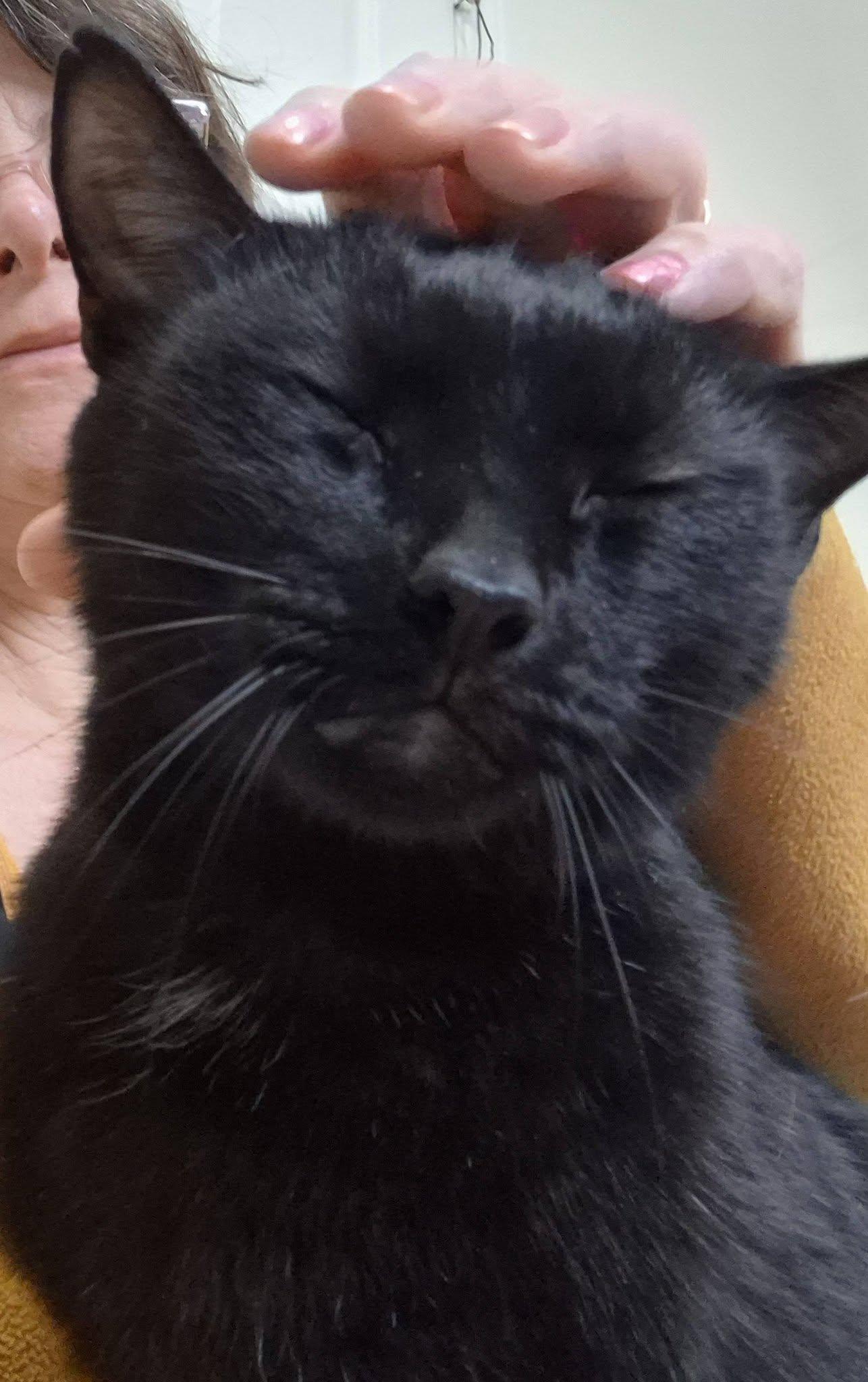 Enlarge Diesel, an adopted Domestic Short Hair in Heath, OH image 1/3