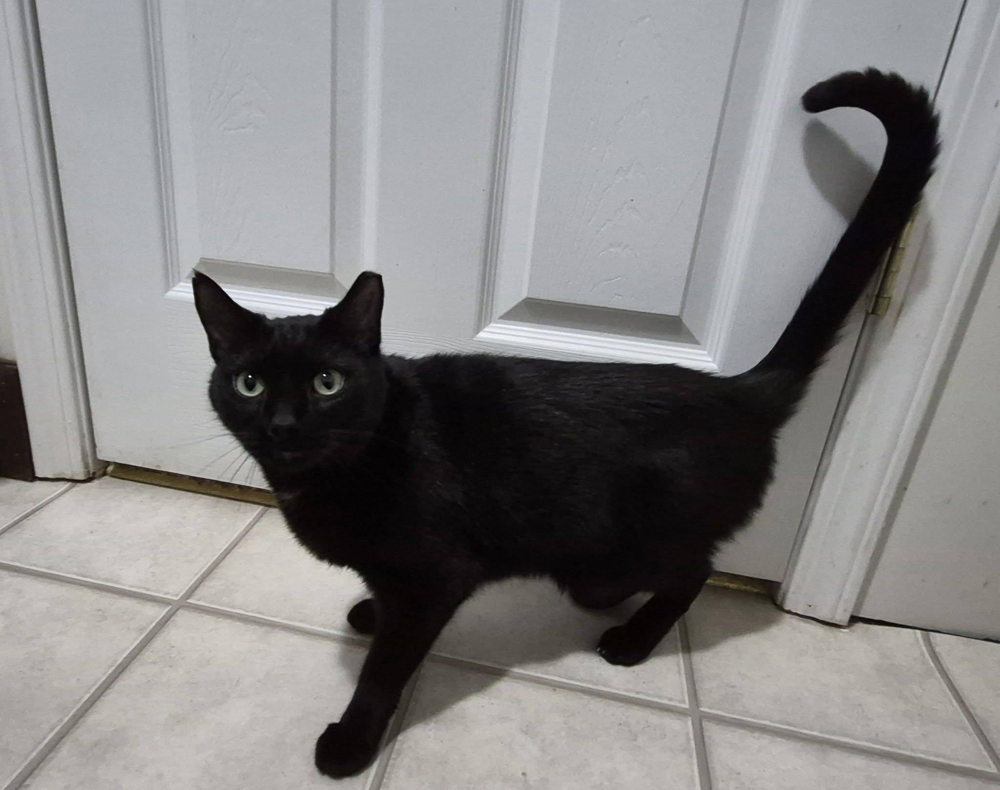 Enlarge Diesel, an adopted Domestic Short Hair in Heath, OH image 2/3