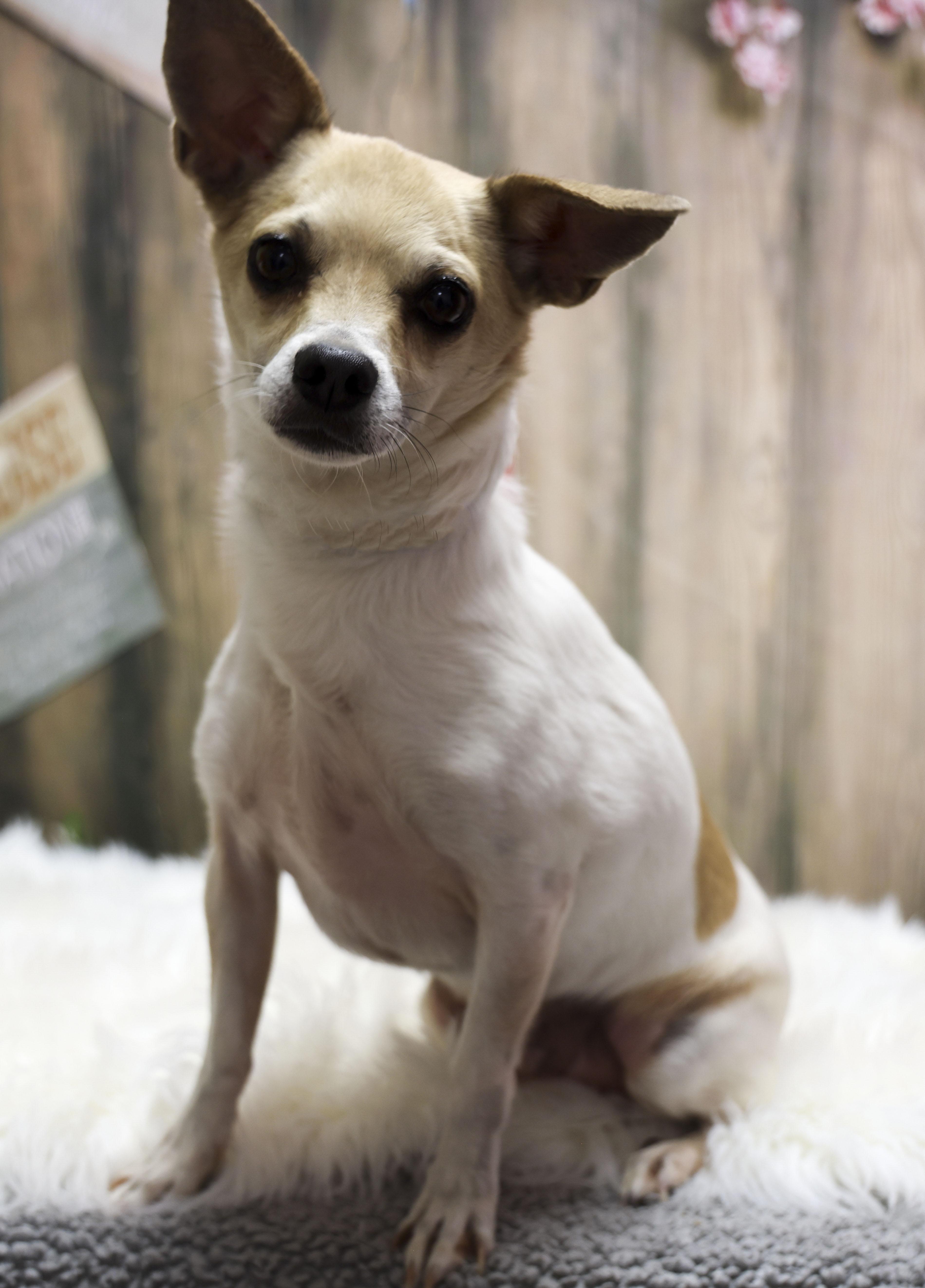 Enlarge Chip, a Adoptable Chihuahua in Casa Grande, AZ image 2/2