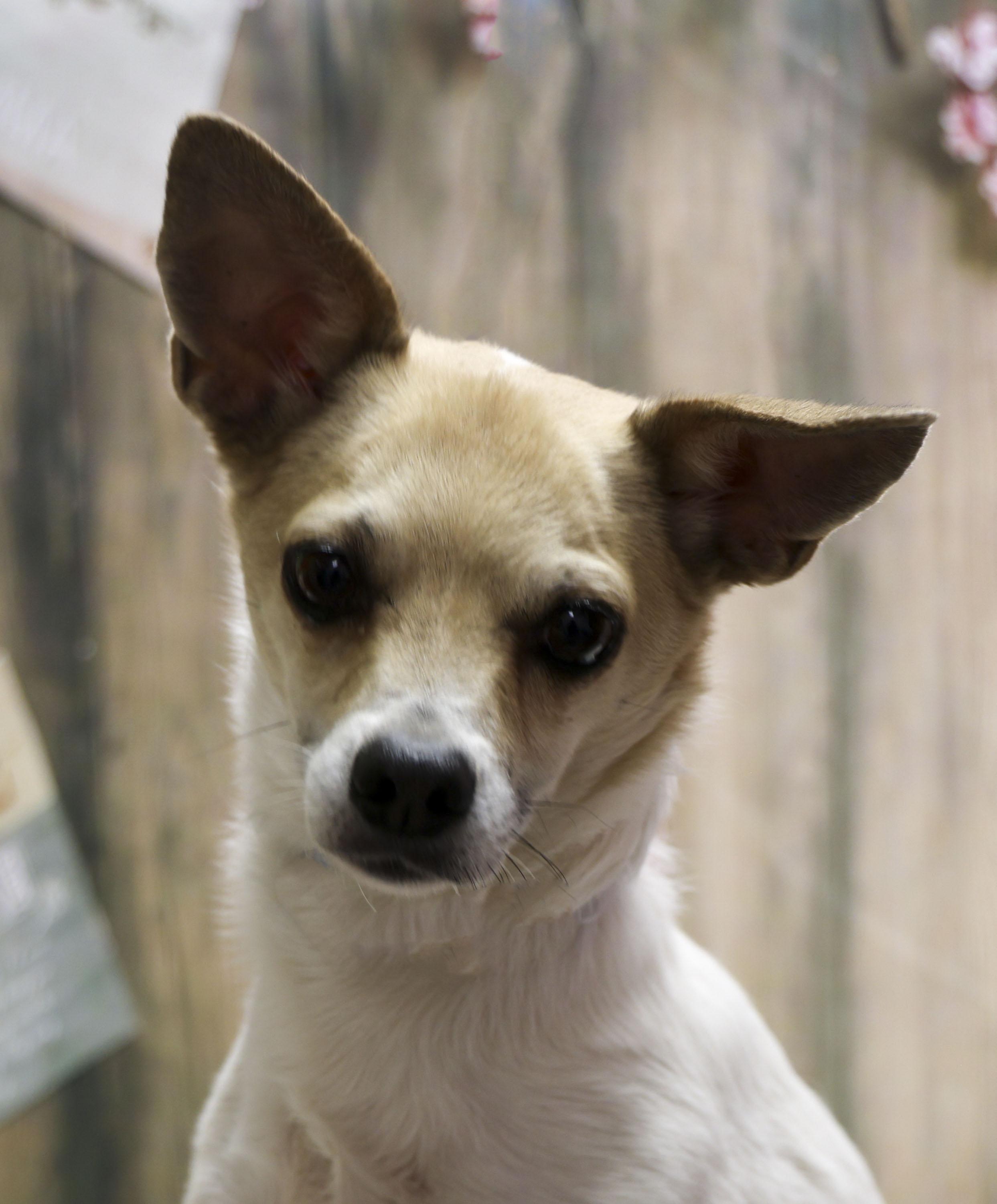 Enlarge Chip, a Adoptable Chihuahua in Casa Grande, AZ image 1/2