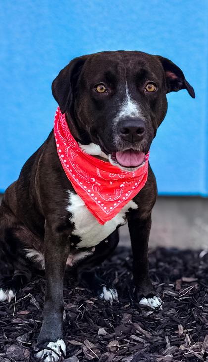 Nani, Adoptable, Adult Female Terrier & Mixed Breed.