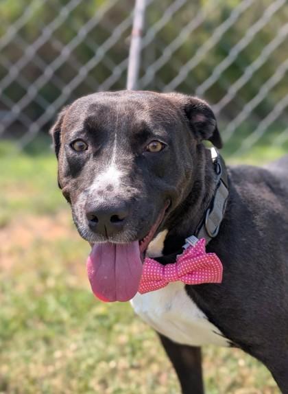 Enlarge Bella, a Adoptable mixed breed in Gulfport, MS image 2/3