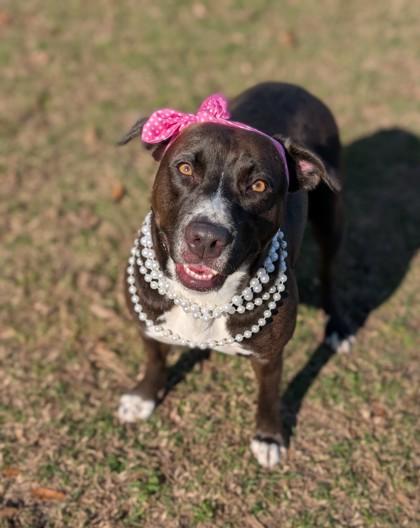 Bella, a Adoptable mixed breed in Gulfport, MS image 1/3