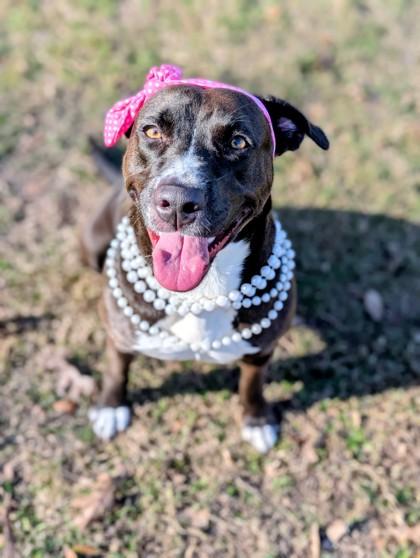 Bella, a Adoptable mixed breed in Gulfport, MS image 2/3