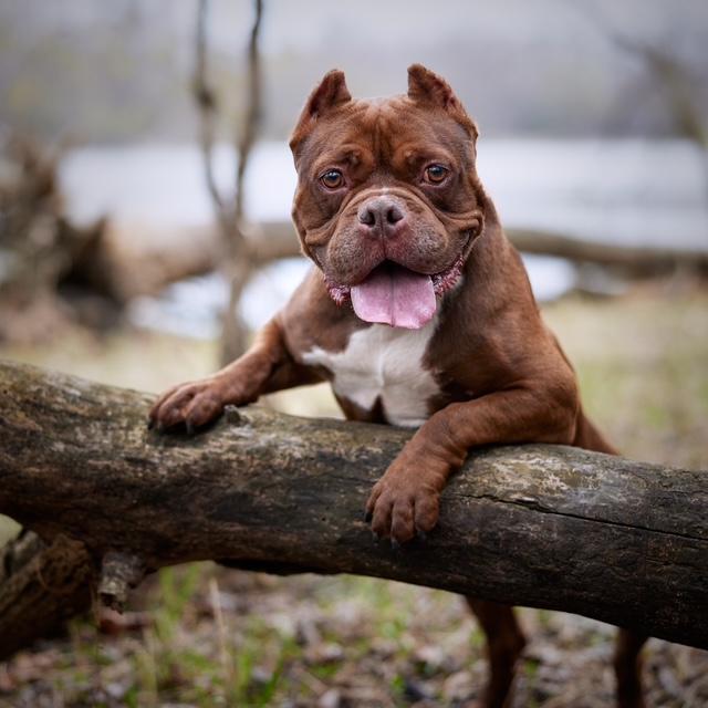 Athena, Adoptable, Adult Female Bulldog.