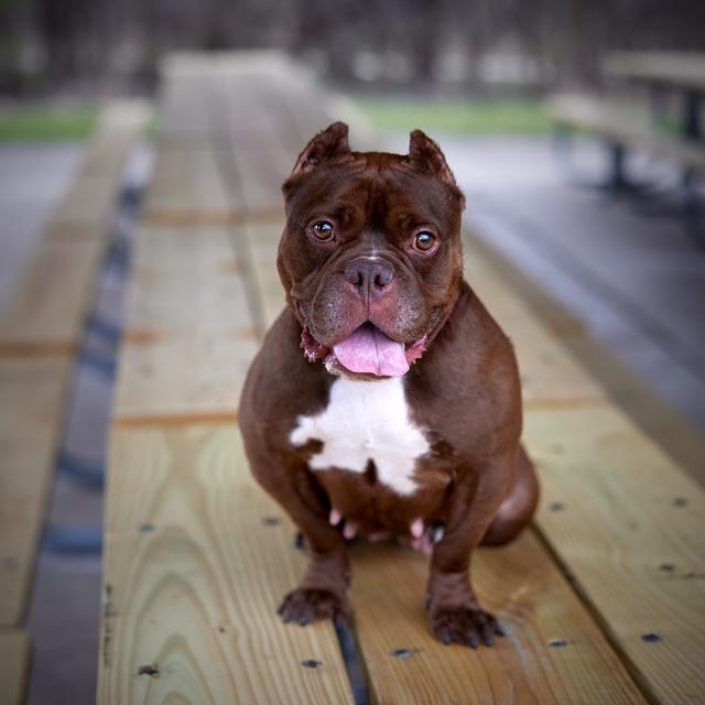 Enlarge Athena, a Adoptable mixed breed in Chicago, IL image 2/6