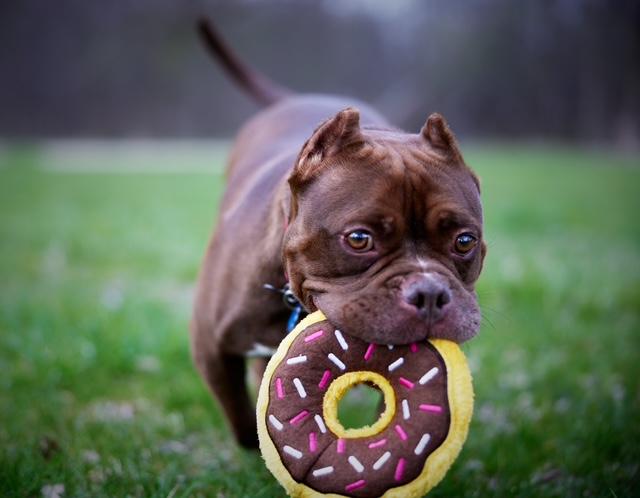 Enlarge Athena, a Adoptable mixed breed in Chicago, IL image 3/6