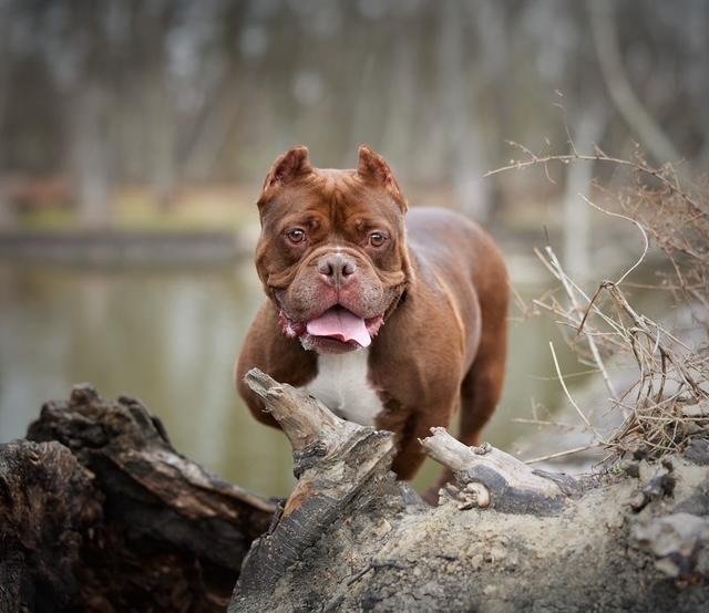 Enlarge Athena, a Adoptable mixed breed in Chicago, IL image 4/6