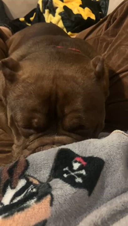 Enlarge Athena, a Adoptable mixed breed in Chicago, IL video 6/6