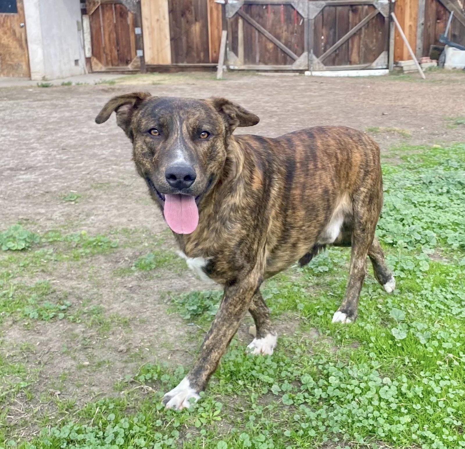 Enlarge Atlas, a Adoptable German Shepherd Dog in Paso Robles, CA image 1/3