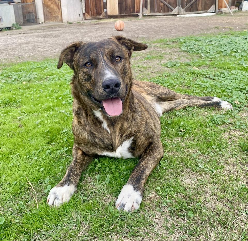 Enlarge Atlas, a Adoptable German Shepherd Dog in Paso Robles, CA image 2/3