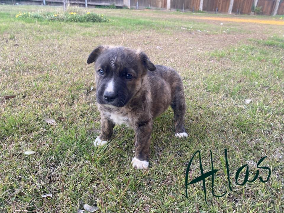 Atlas, a Adoptable German Shepherd Dog in Paso Robles, CA image 1/2