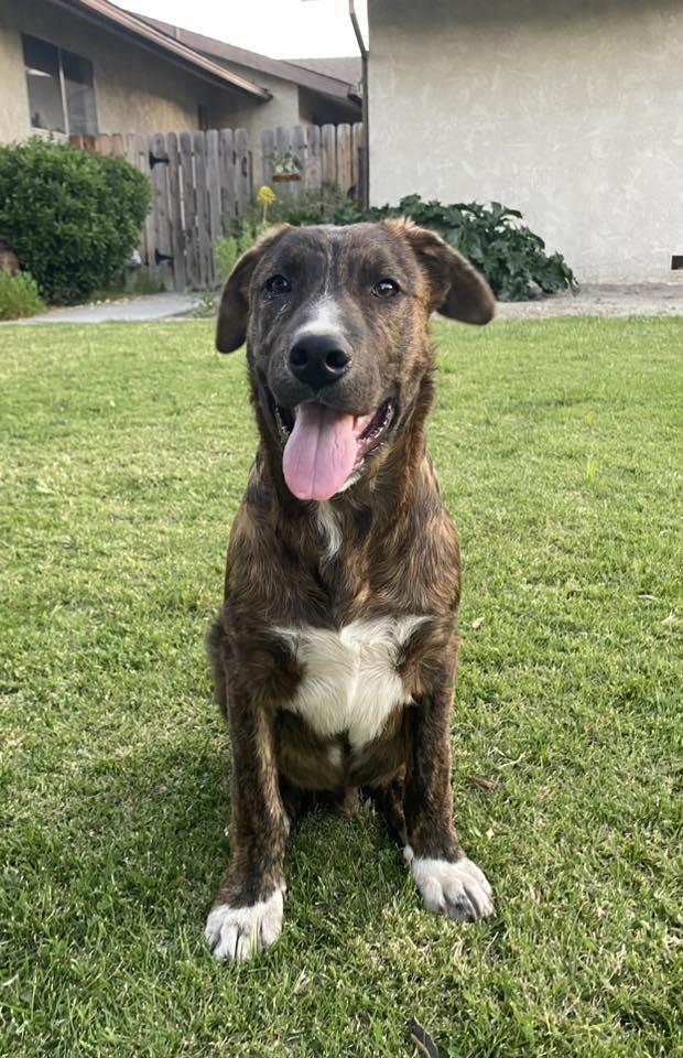 Enlarge Atlas, a Adoptable German Shepherd Dog in Paso Robles, CA image 3/3