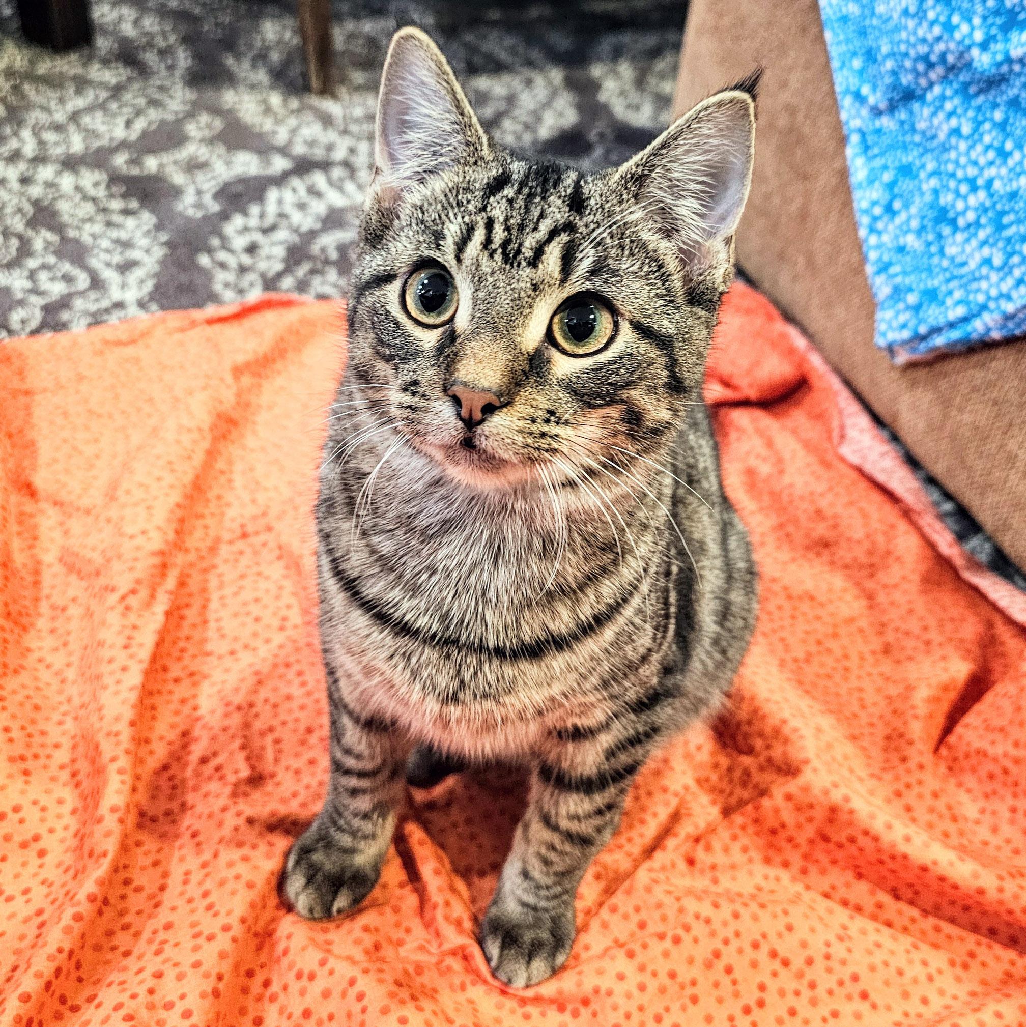 Enlarge Emmett, a ADOPTABLE mixed breed in Chicago, IL image 2/6