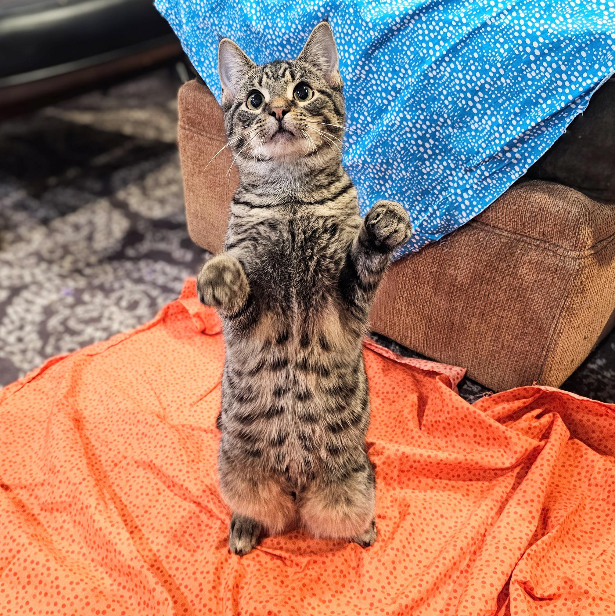 Enlarge Emmett, a ADOPTABLE mixed breed in Chicago, IL image 4/6