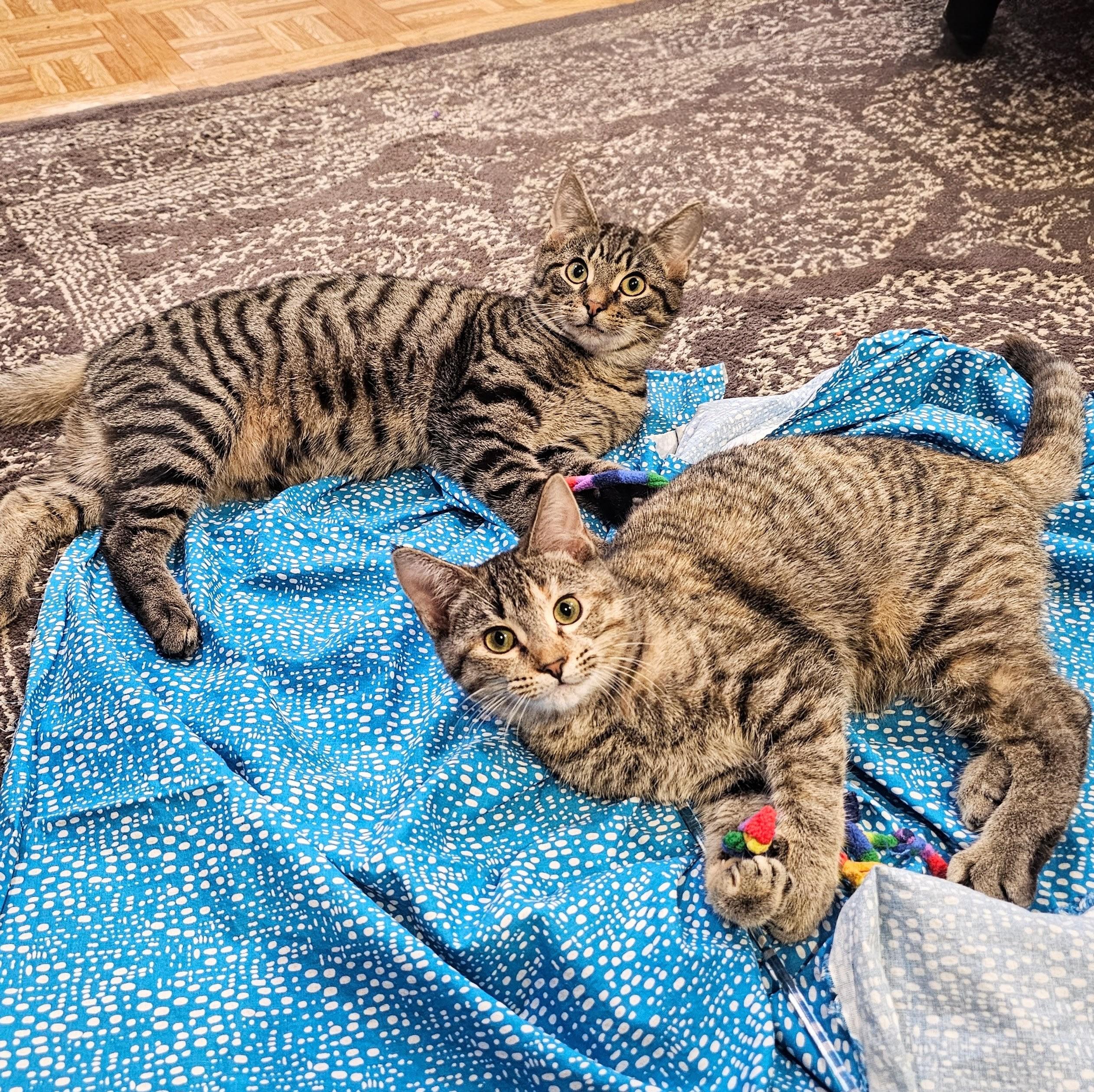 Enlarge Emmett, a ADOPTABLE mixed breed in Chicago, IL image 5/6