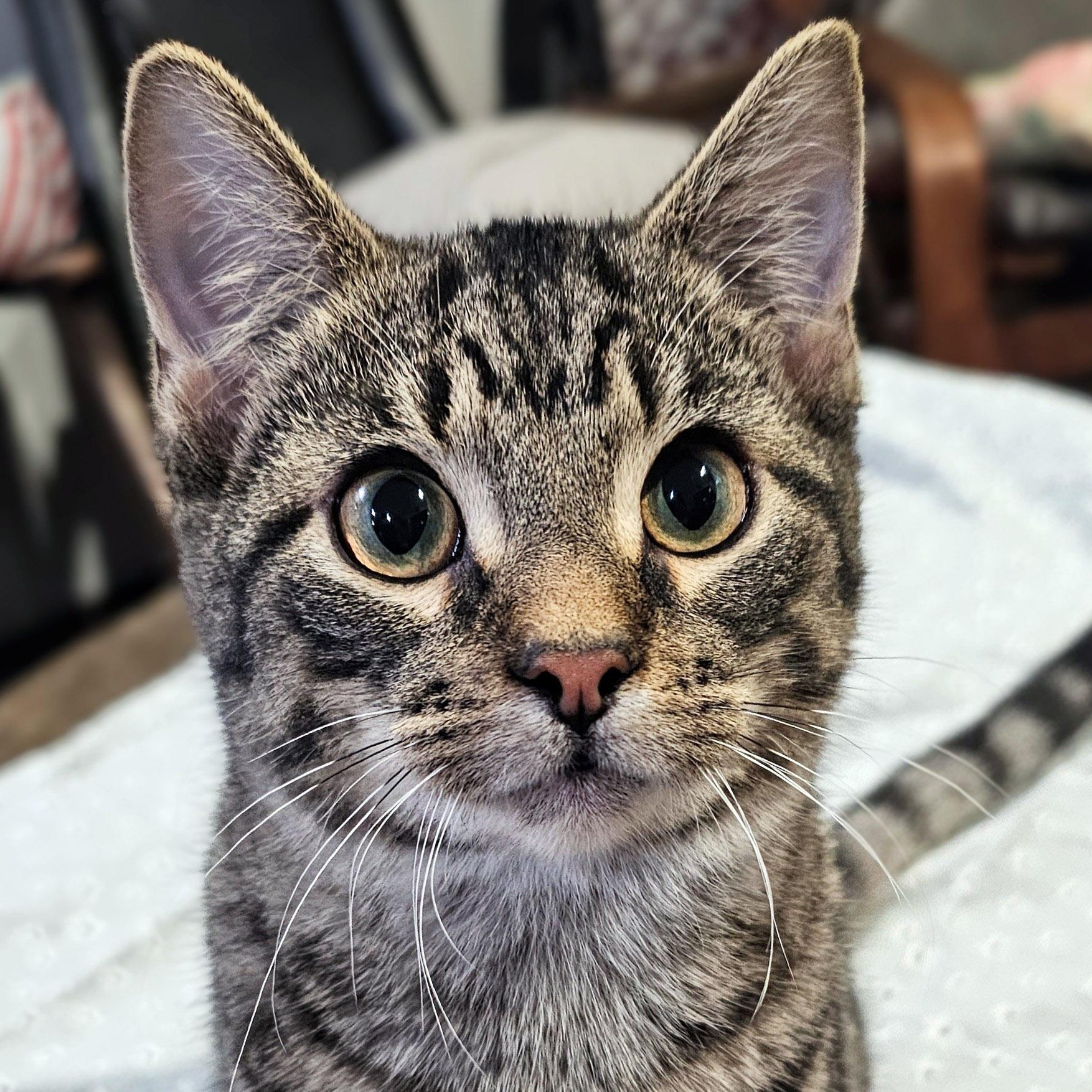 Enlarge Emmett, a ADOPTABLE mixed breed in Chicago, IL image 6/6