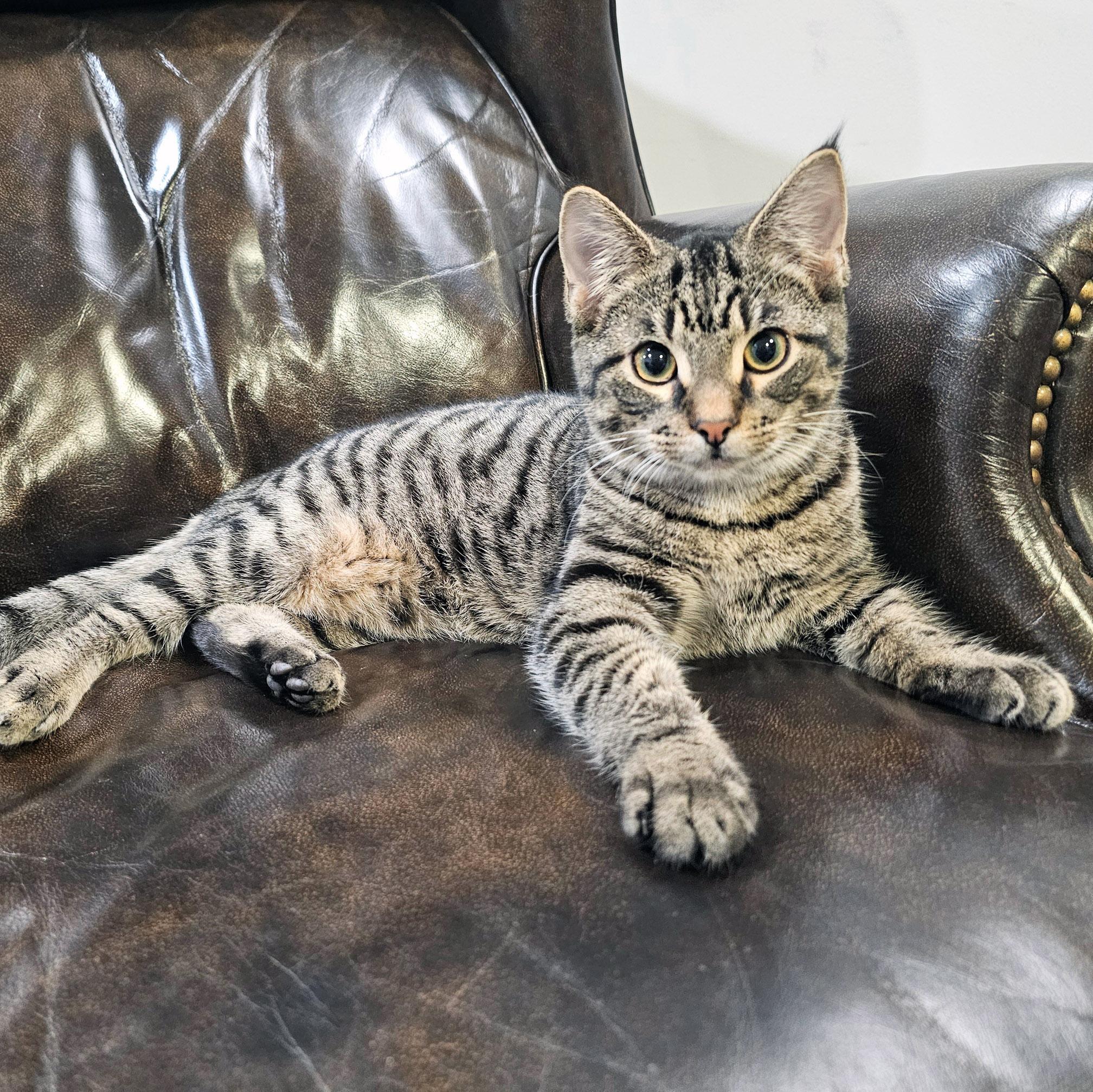 Emmett, ADOPTABLE, Young Male Tabby & Domestic Short Hair.
