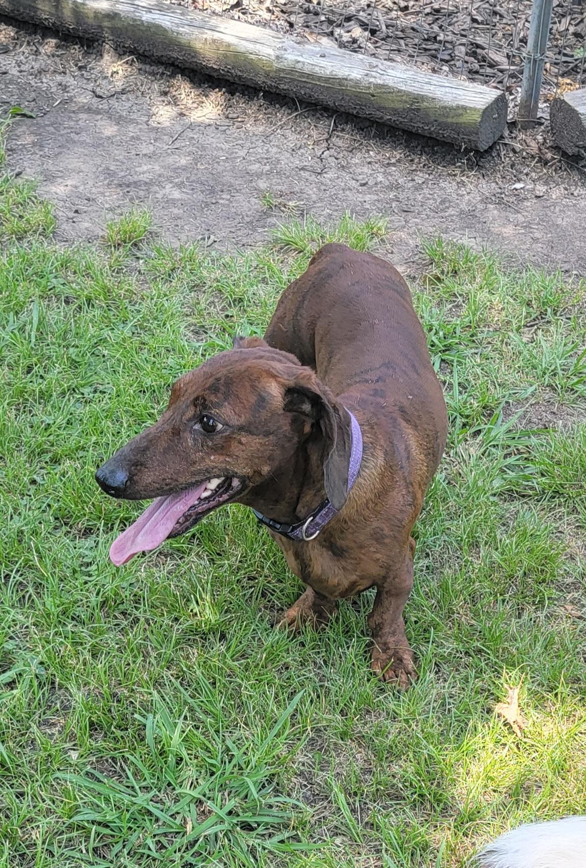Enlarge Bobby & Bill, a Adoptable Dachshund in Van Alstyne, TX image 3/6