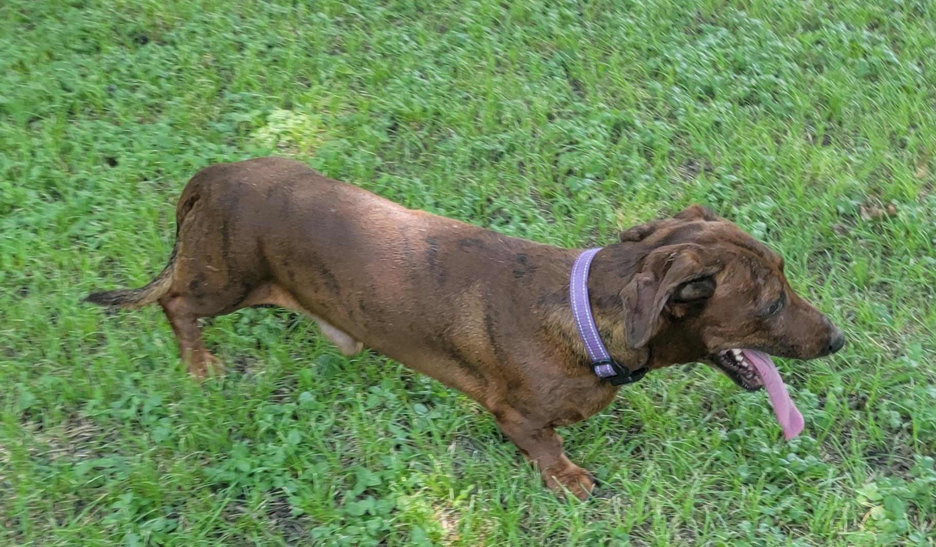 Enlarge Bobby & Bill, a Adoptable Dachshund in Van Alstyne, TX image 2/6