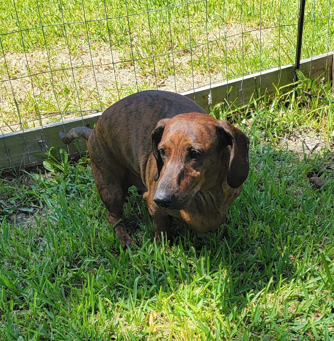 Enlarge Bobby & Bill, a Adoptable Dachshund in Van Alstyne, TX image 4/6