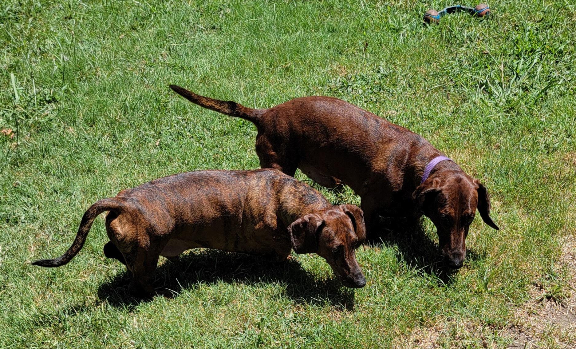 Bobby & Bill, ADOPTABLE, Adult Male Dachshund.
