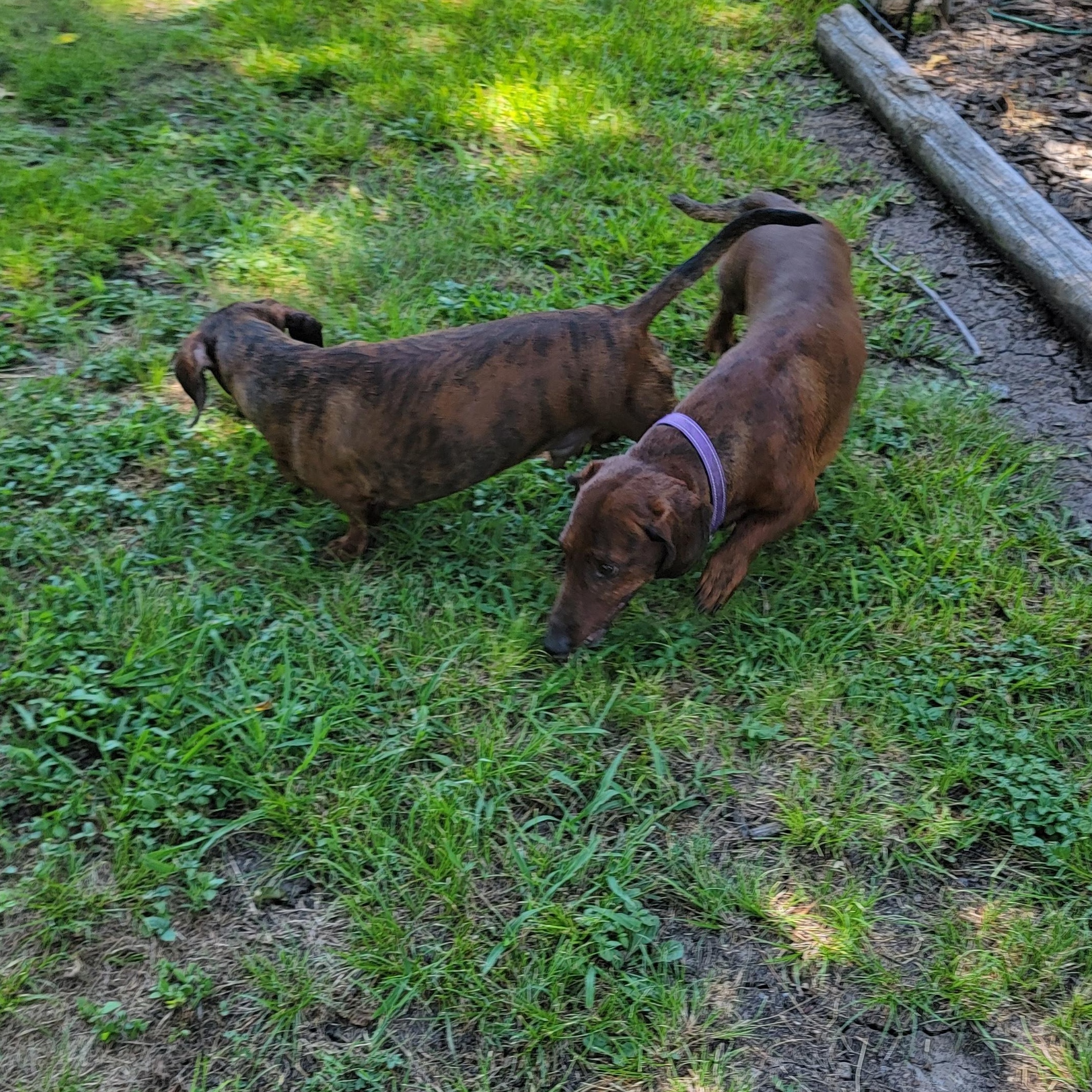 Enlarge Bobby & Bill, a Adoptable Dachshund in Van Alstyne, TX image 5/6