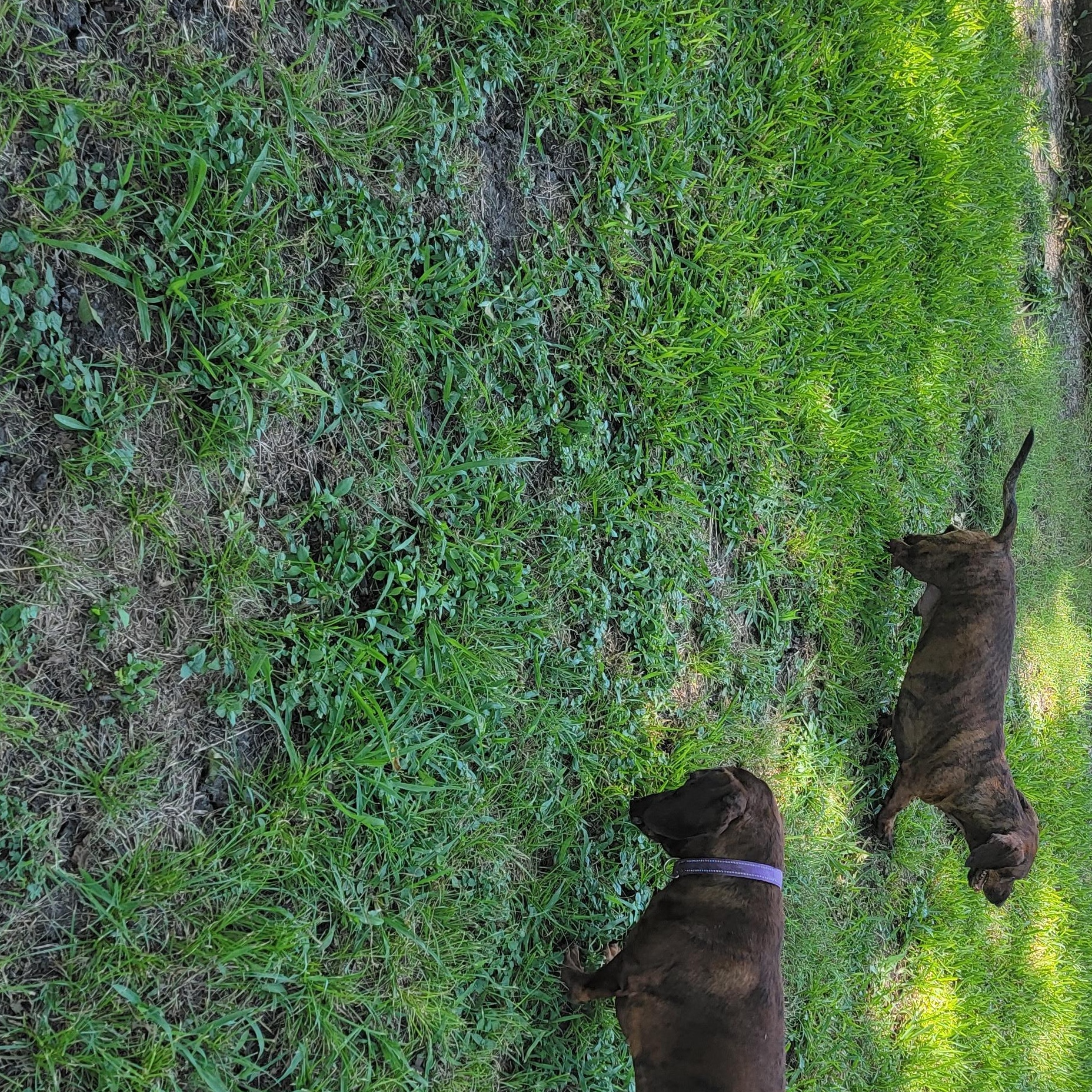 Enlarge Bobby & Bill, a Adoptable Dachshund in Van Alstyne, TX image 6/6