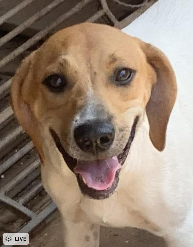 Enlarge Amy, a Adoptable mixed breed in Cedarburg, WI image 1/6
