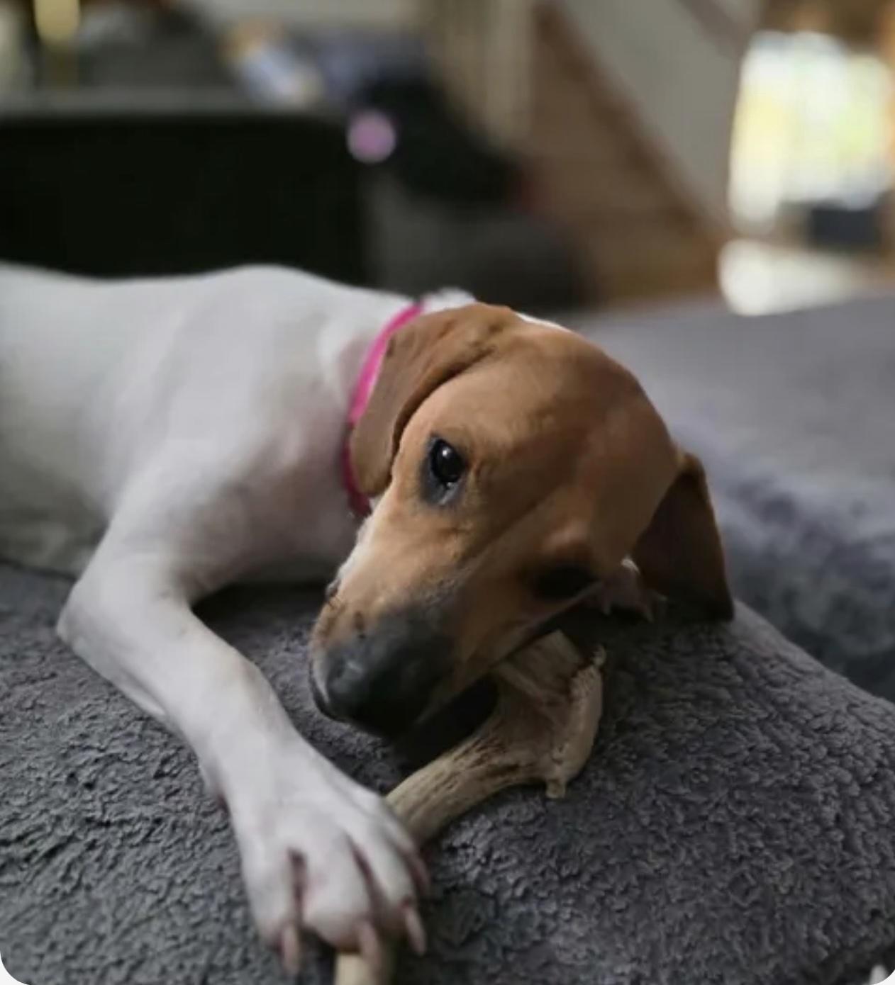 Enlarge Amy, a Adoptable mixed breed in Cedarburg, WI image 4/6