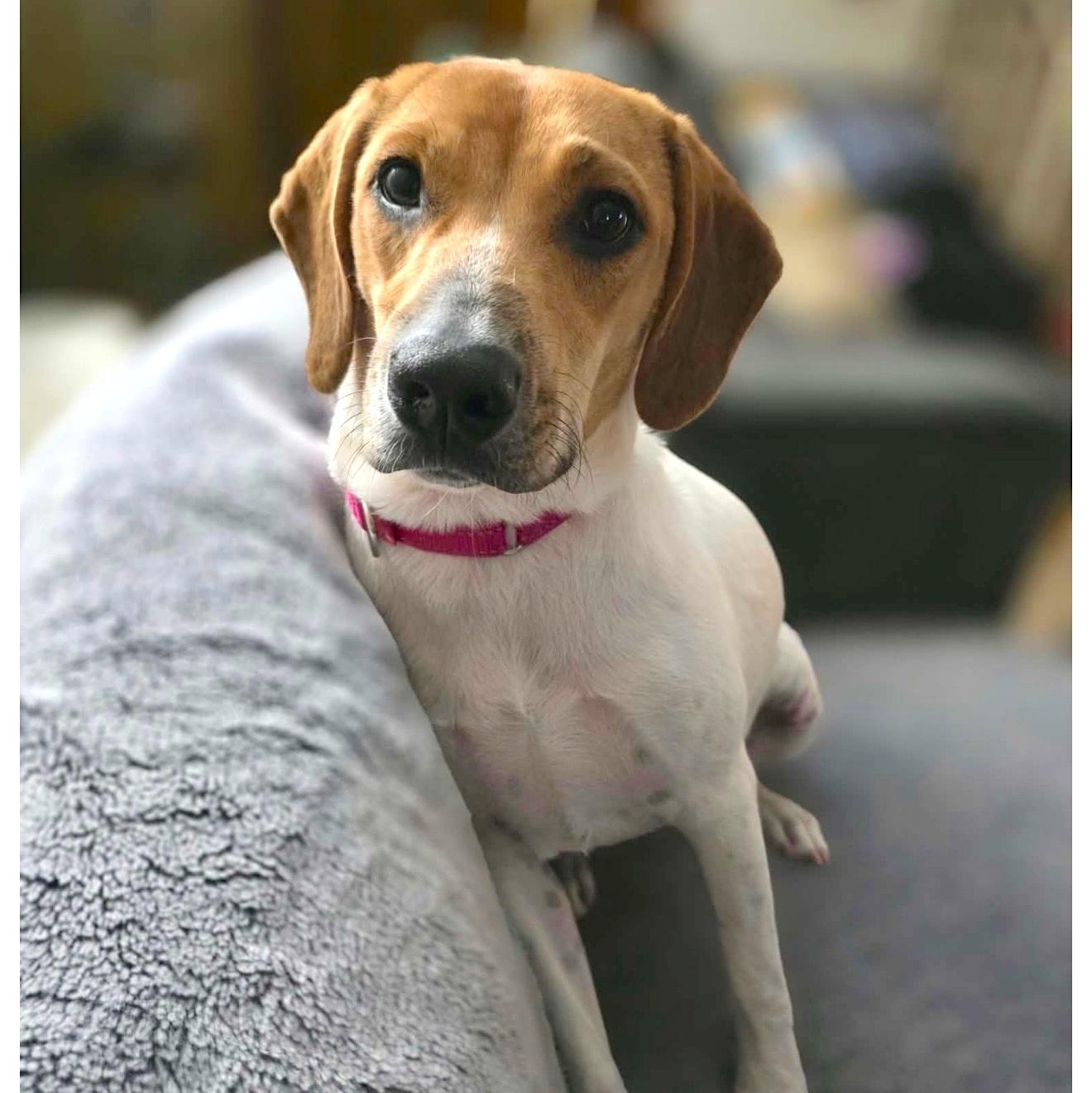 Enlarge Amy, a Adoptable mixed breed in Cedarburg, WI image 2/6