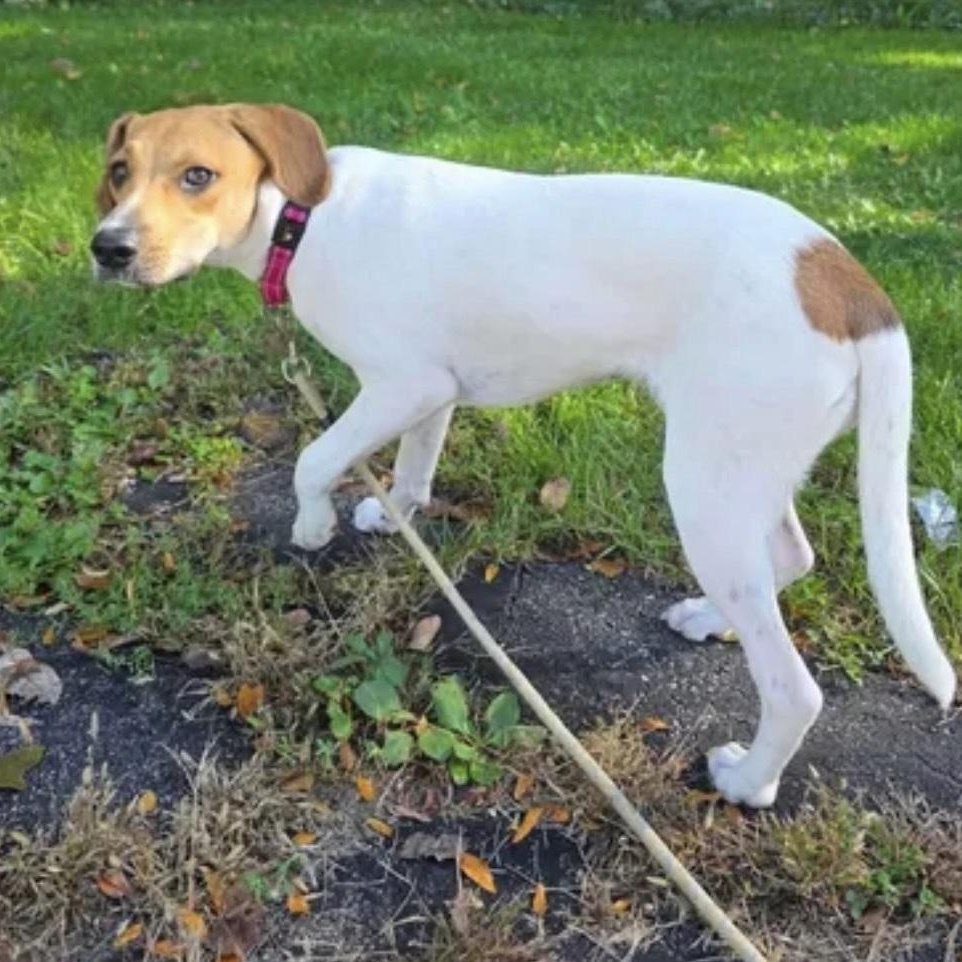 Enlarge Amy, a Adoptable mixed breed in Cedarburg, WI image 3/6