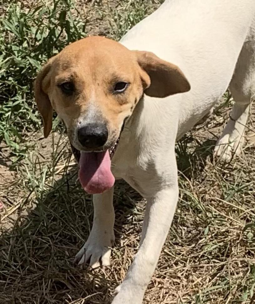 Enlarge Amy, a Adoptable mixed breed in Cedarburg, WI image 5/6