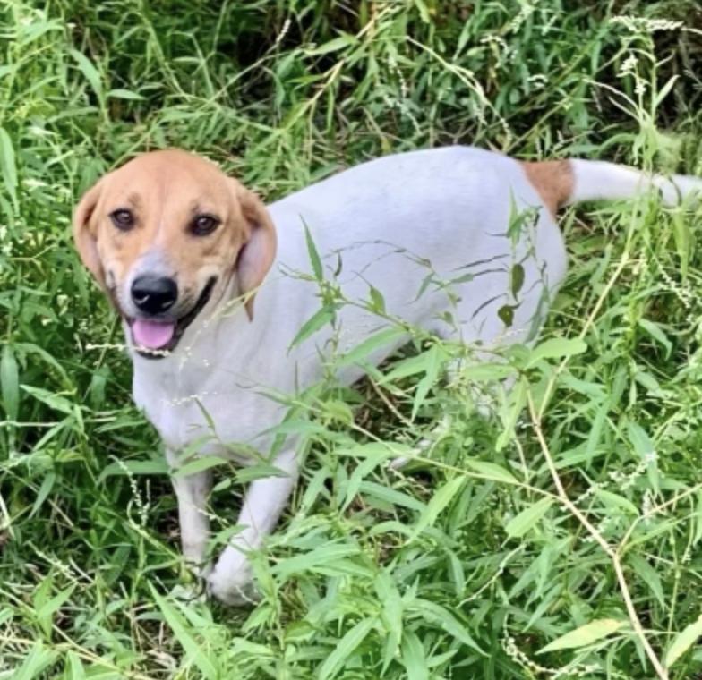 Enlarge Amy, a Adoptable mixed breed in Cedarburg, WI image 6/6