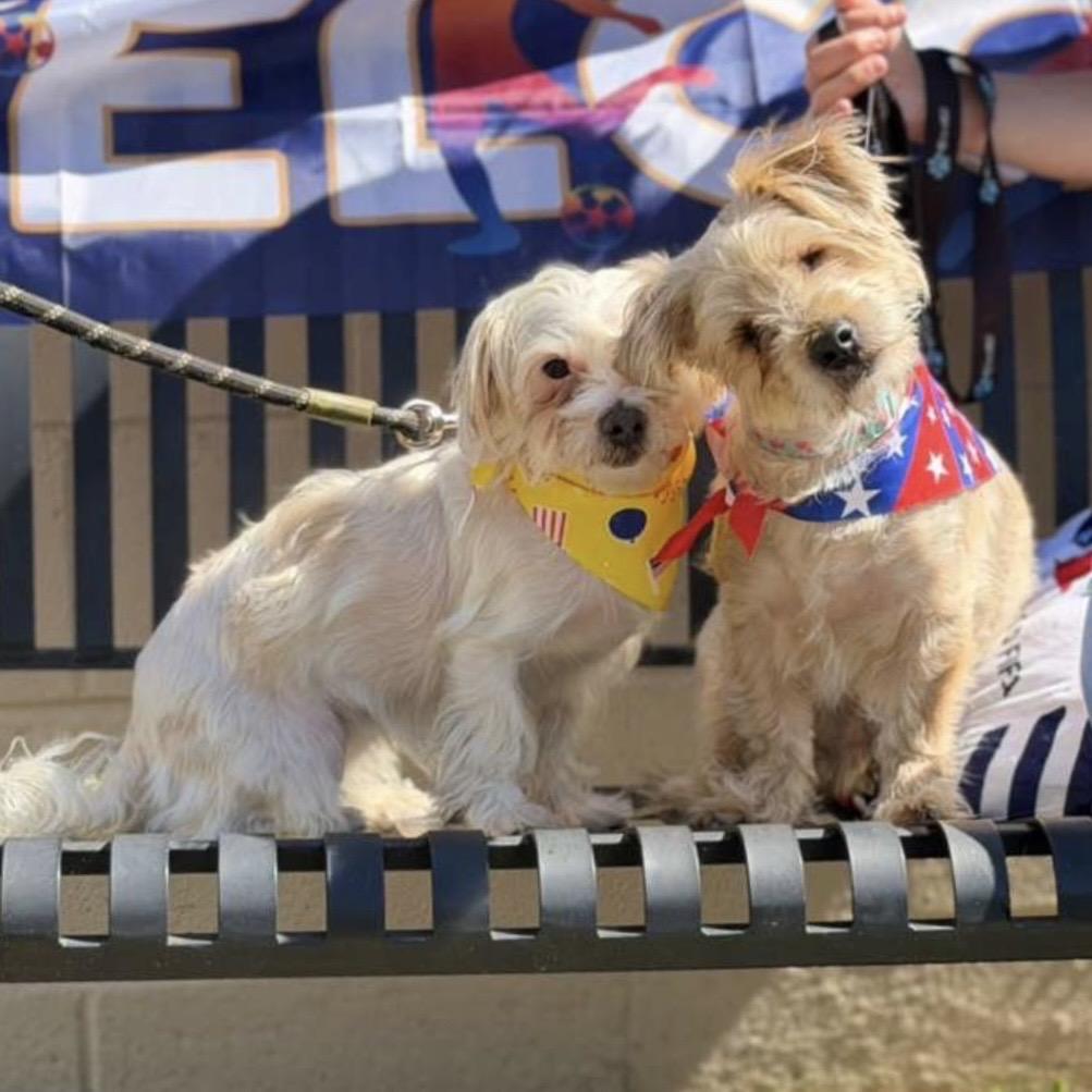 BRISTOL, Adoptable, Adult Female Maltese.