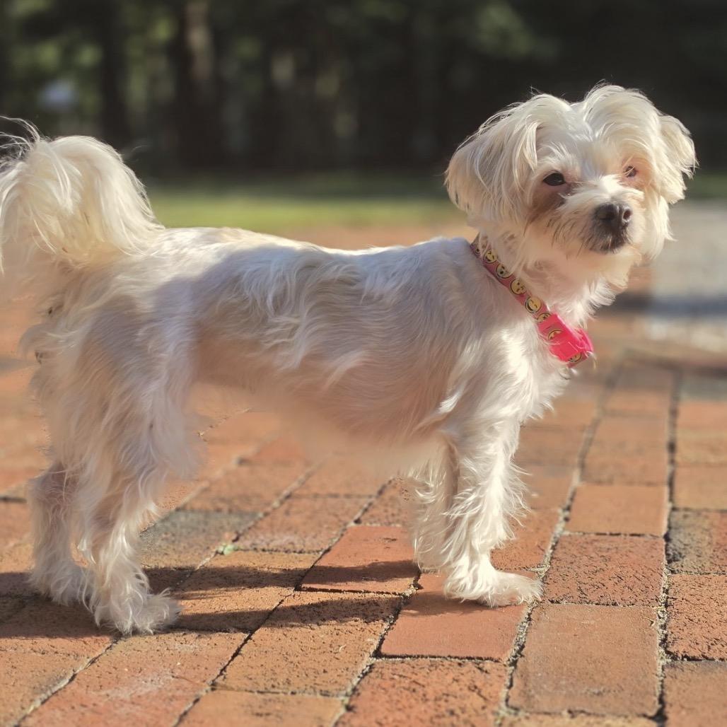 Enlarge BRISTOL, a Adoptable Maltese in Berlin, NJ image 2/5