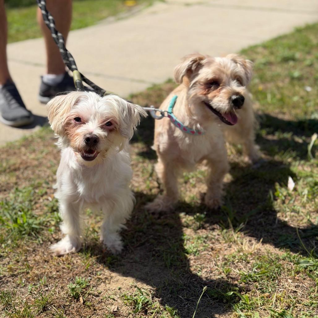 Enlarge BRISTOL, a Adoptable Maltese in Berlin, NJ image 3/5