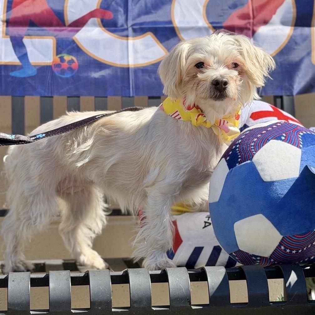 Enlarge BRISTOL, a Adoptable Maltese in Berlin, NJ image 4/5