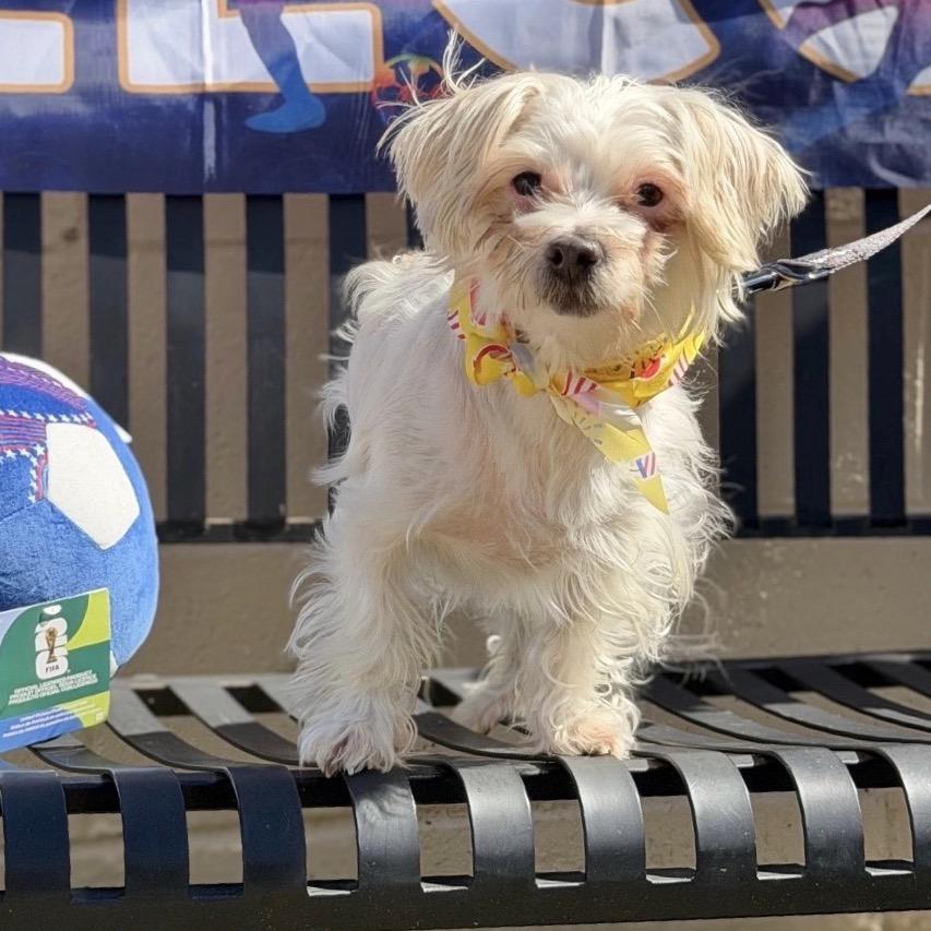 Enlarge BRISTOL, a Adoptable Maltese in Berlin, NJ image 5/5