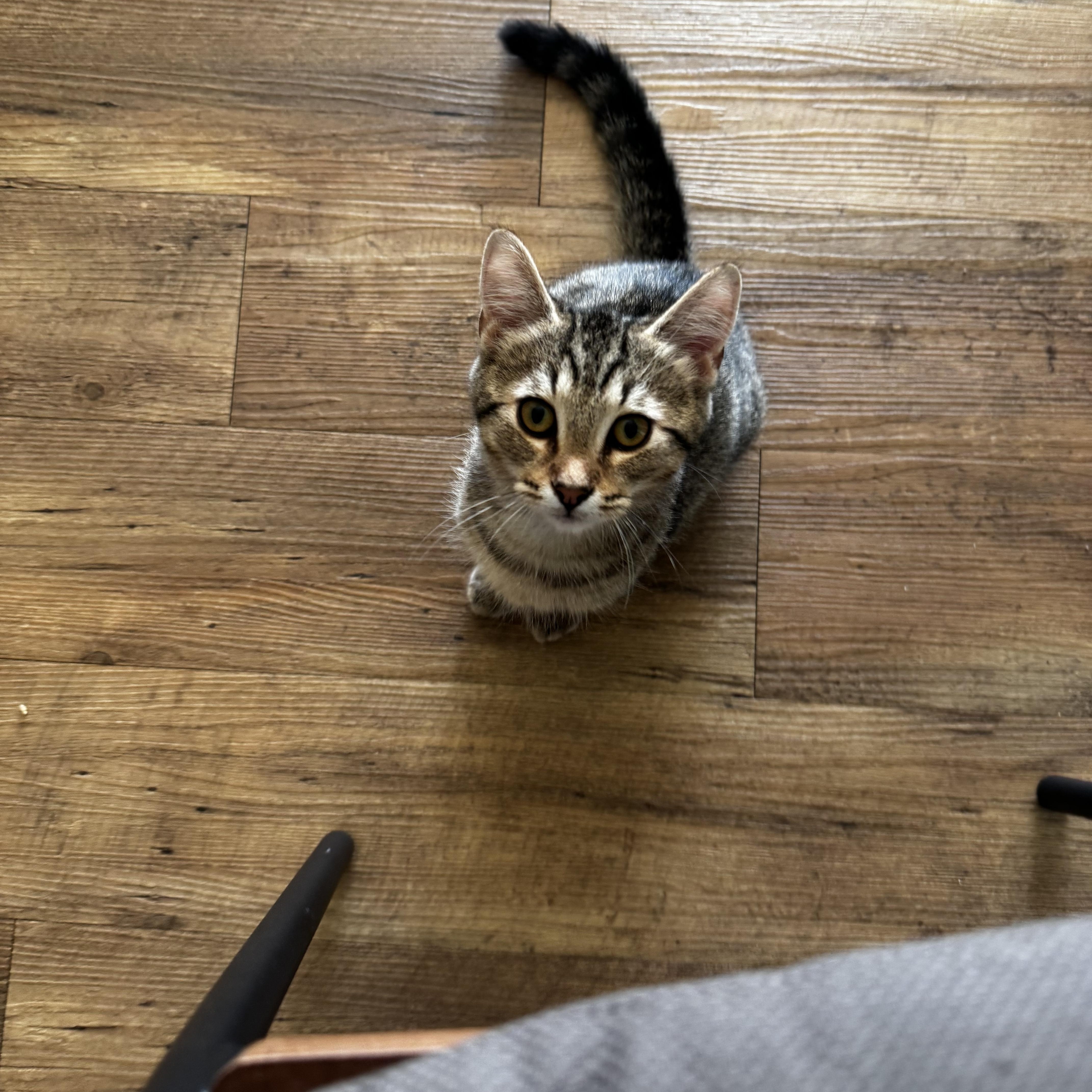 Jonathon, a ADOPTABLE American Shorthair in Washington, DC image 1/3