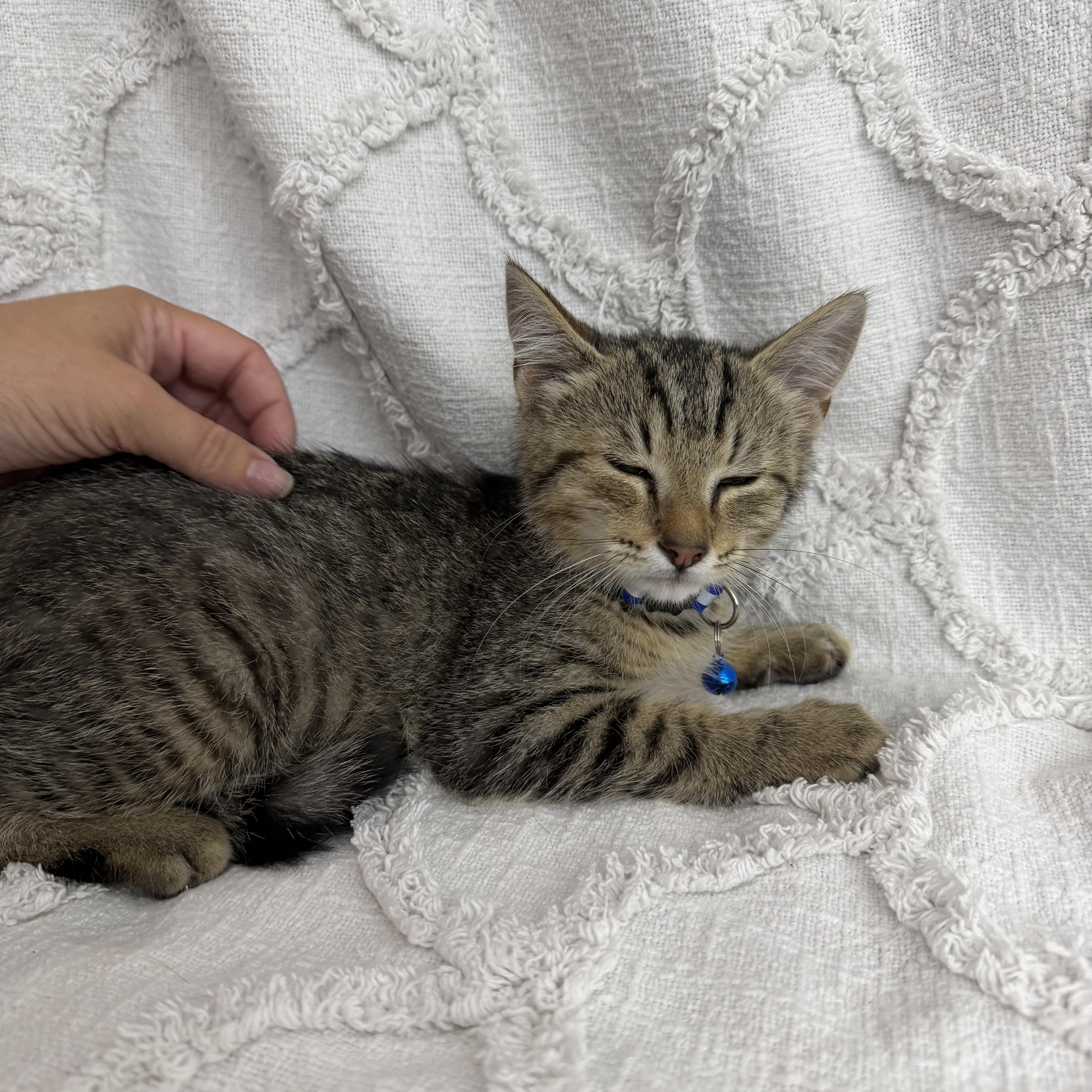 Jonathon, a ADOPTABLE American Shorthair in Washington, DC image 3/3
