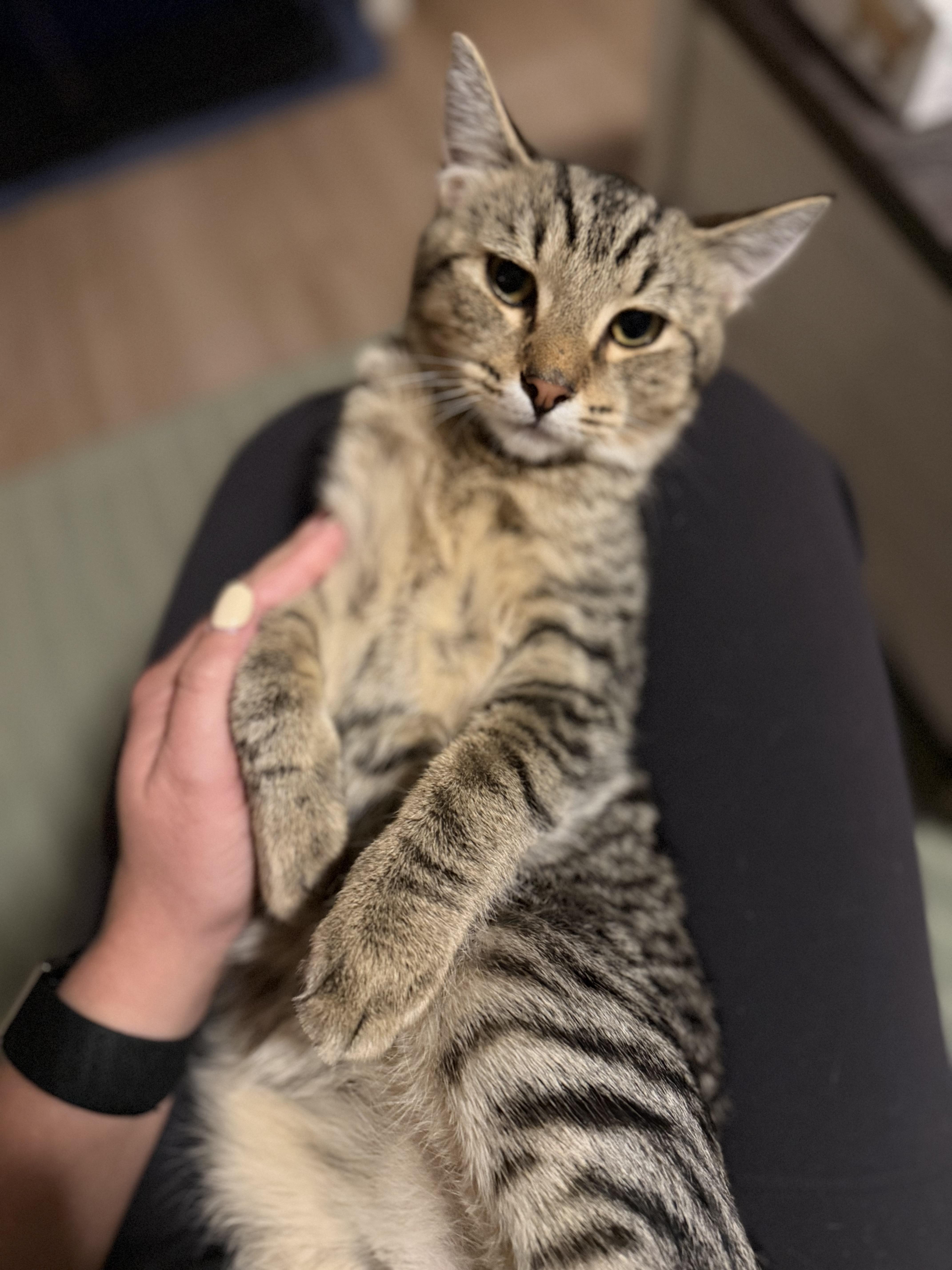 Enlarge Jonathon, a Adoptable American Shorthair in Washington, DC image 1/4