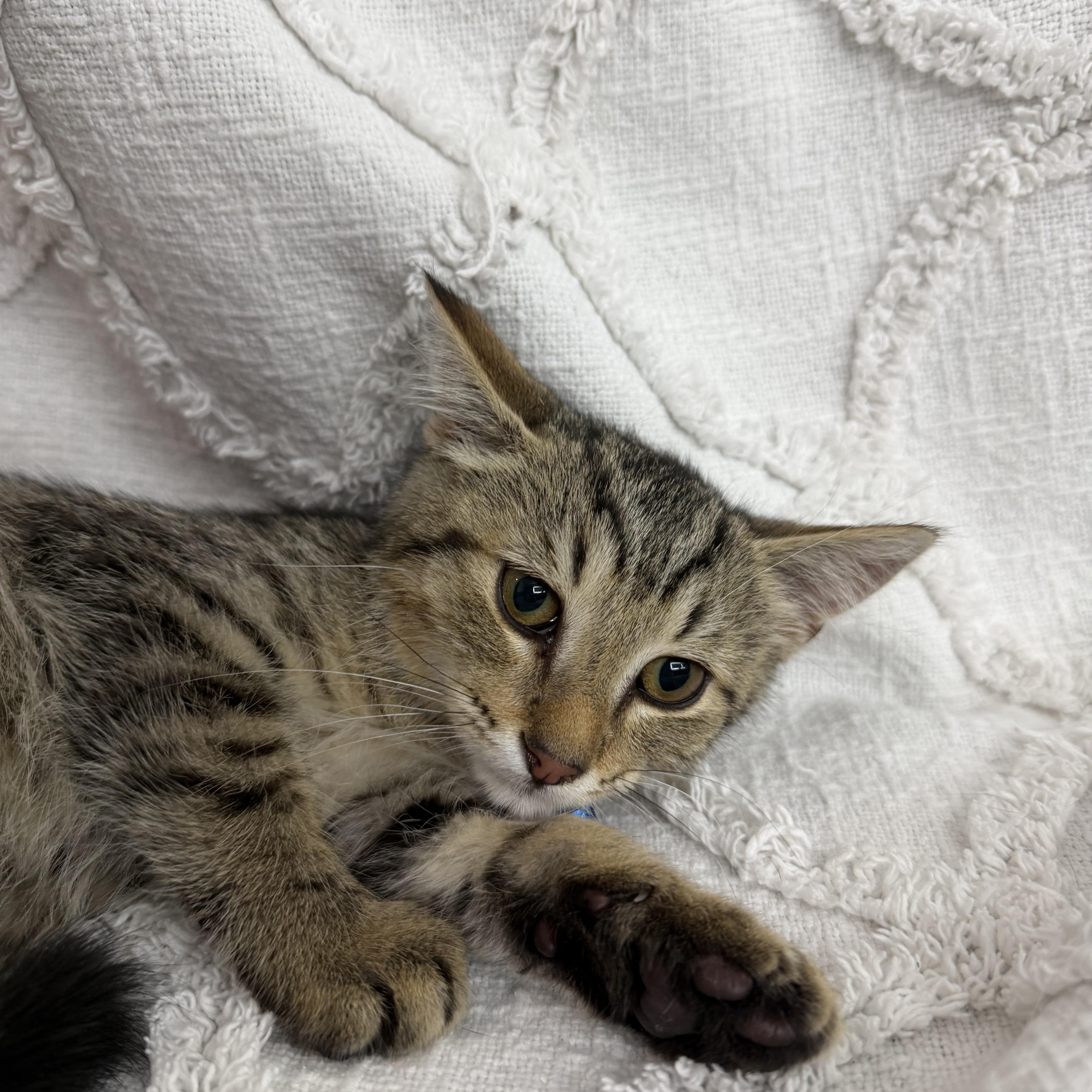 Jonathon, a ADOPTABLE American Shorthair in Washington, DC image 2/3