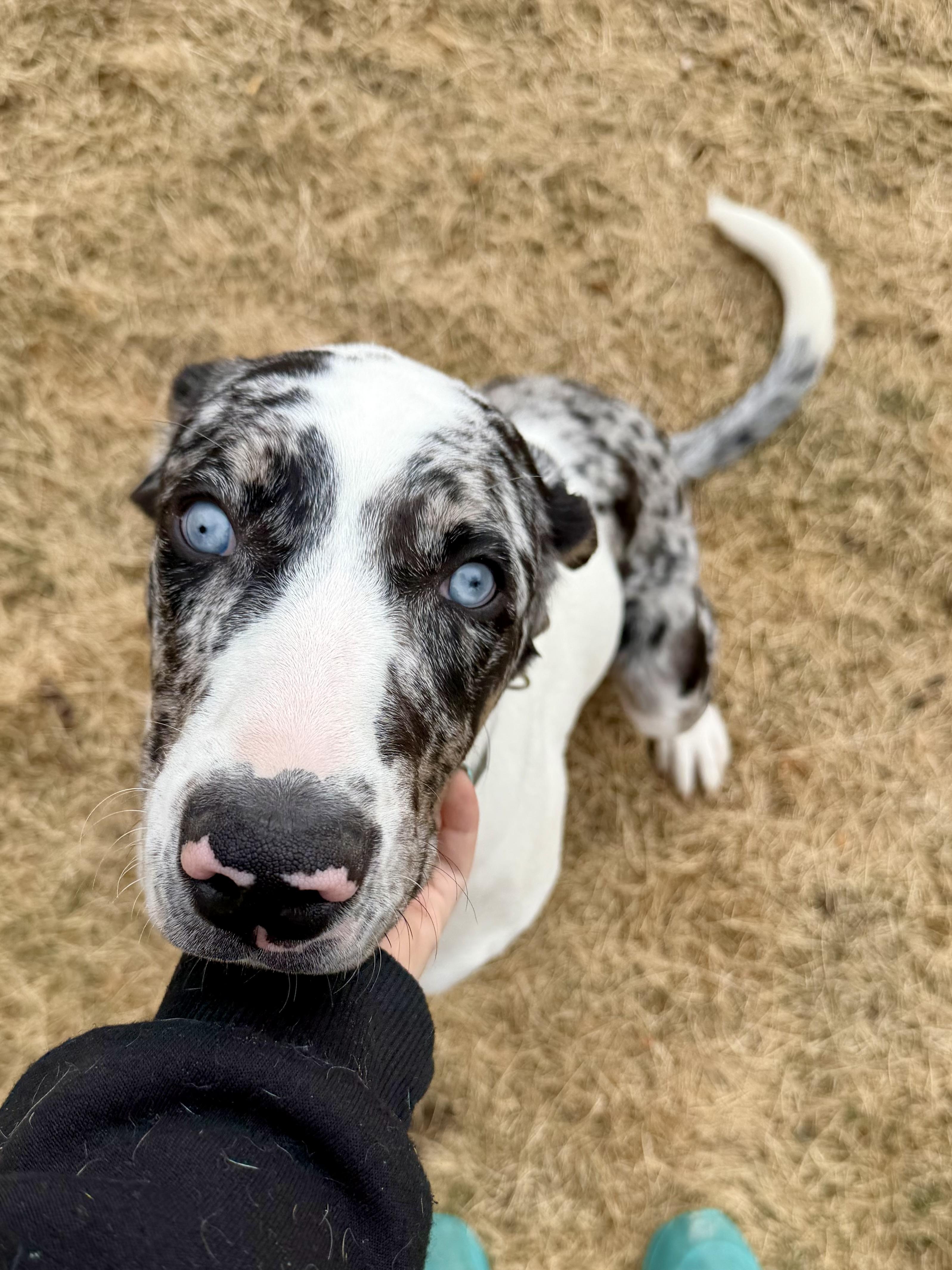 Enlarge Rhett, an adoptable mixed breed in Delta, CO image 3/6