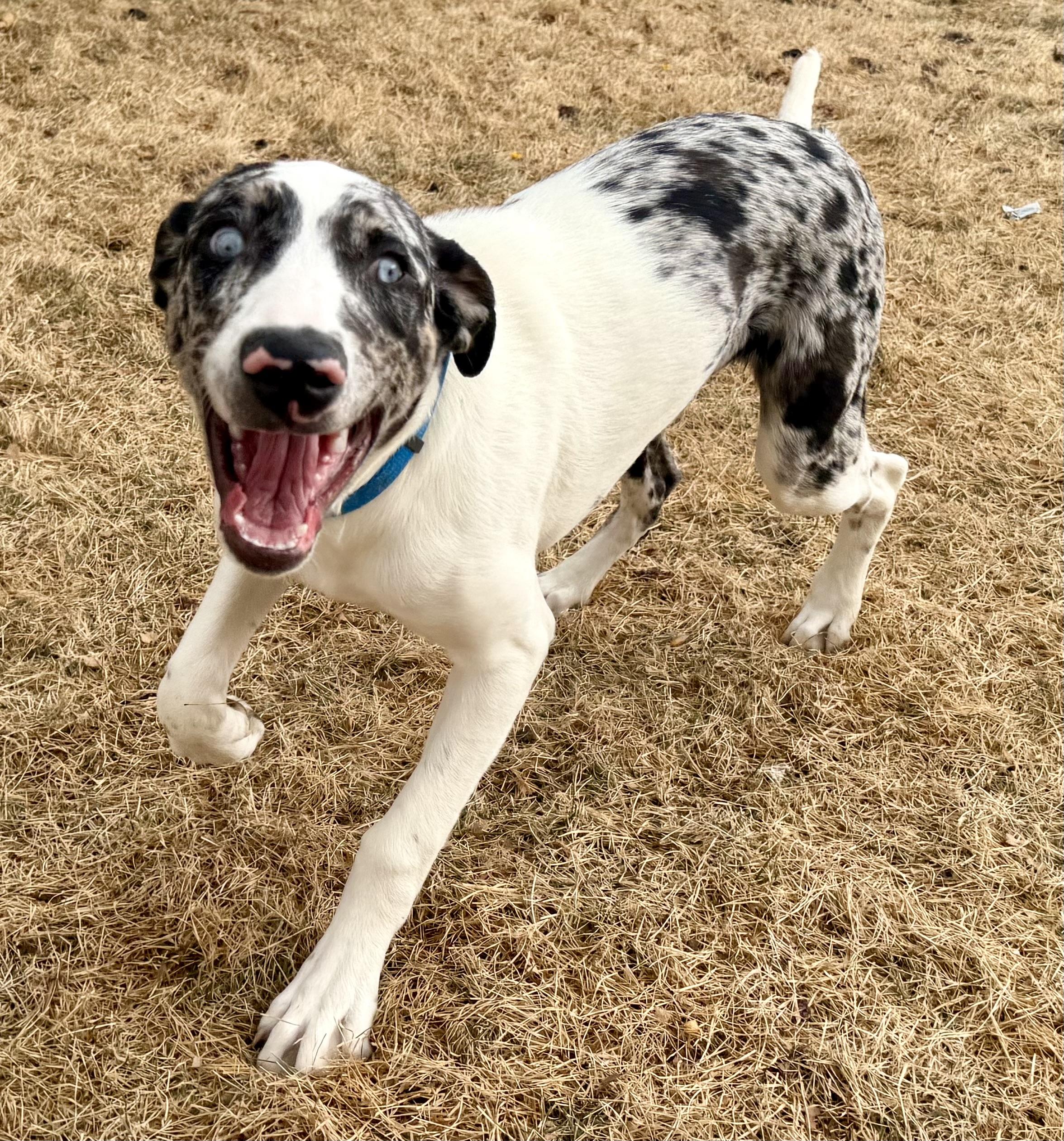 Enlarge Rhett, an adoptable mixed breed in Delta, CO image 1/6