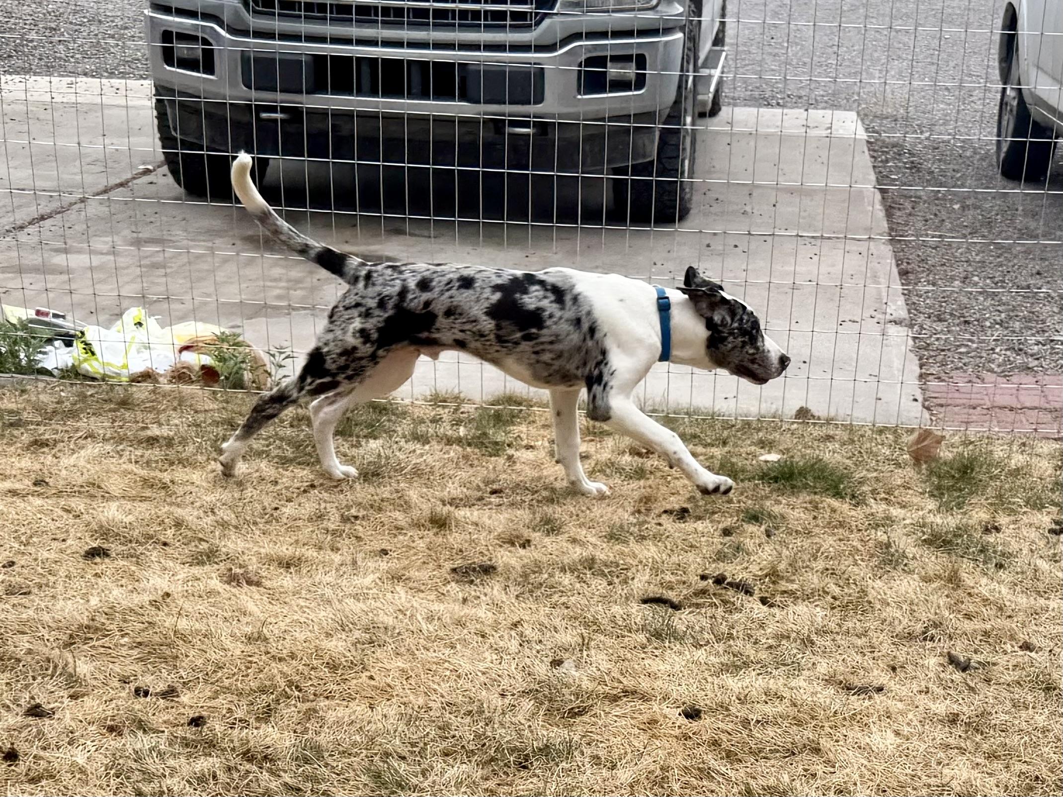 Enlarge Rhett, an adoptable mixed breed in Delta, CO image 4/6