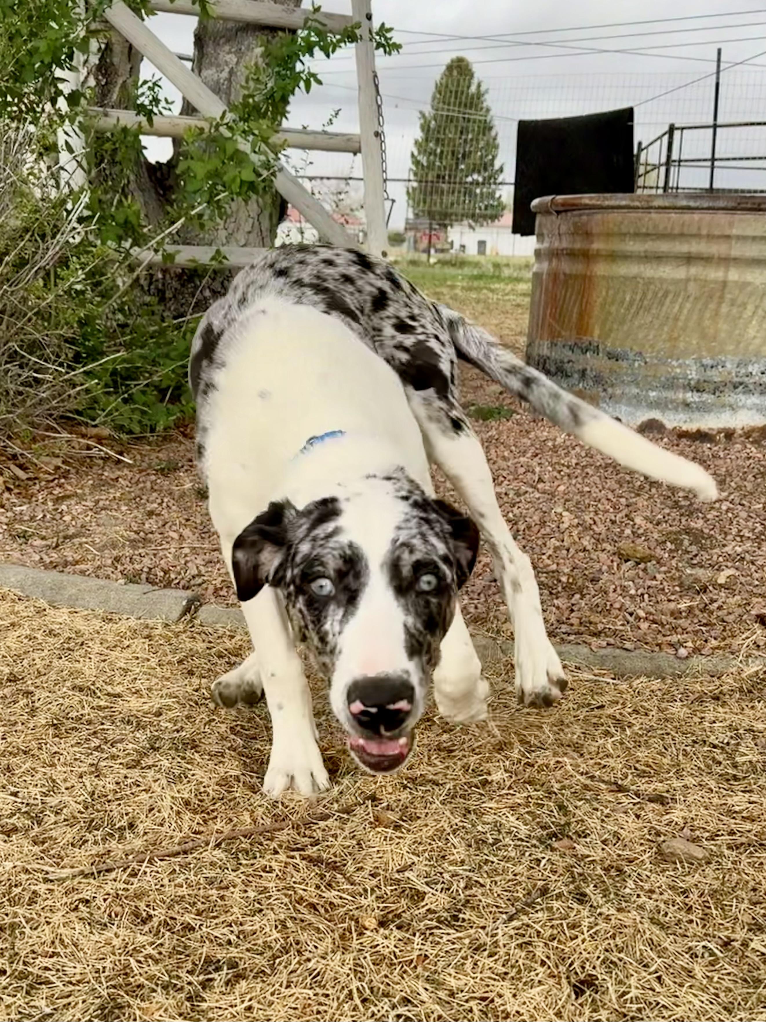 Enlarge Rhett, an adoptable mixed breed in Delta, CO image 5/6