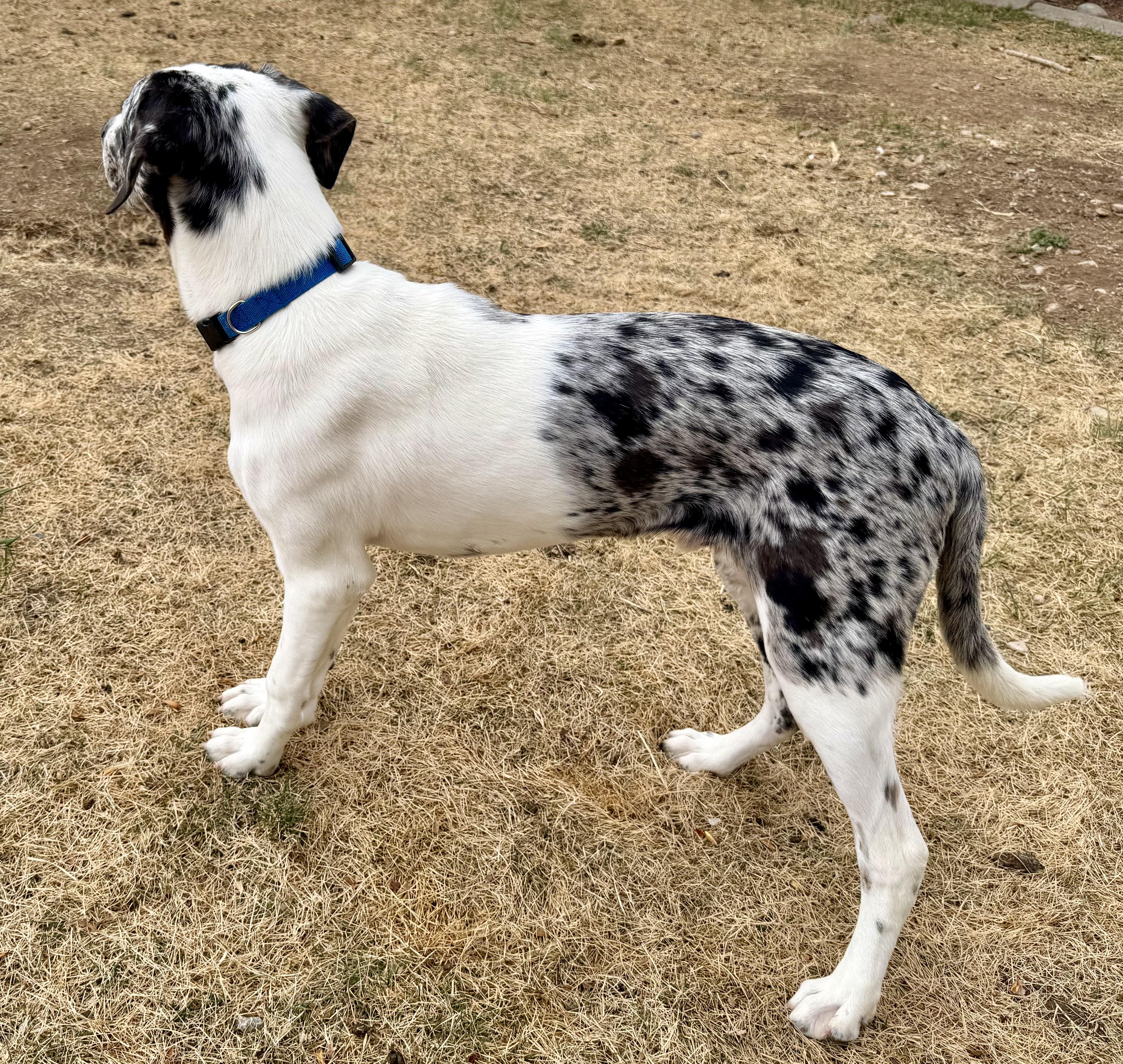 Enlarge Rhett, an adoptable mixed breed in Delta, CO image 2/6