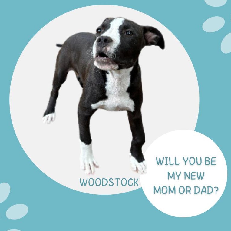 Woodstock - Video- Asheville