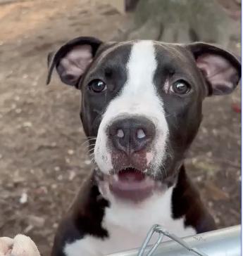 Woodstock - Video- Asheville